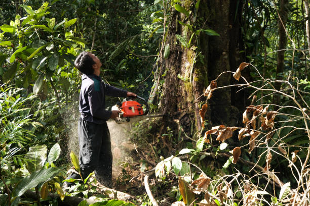 Tree and Shrub Care in Northbrook, OH